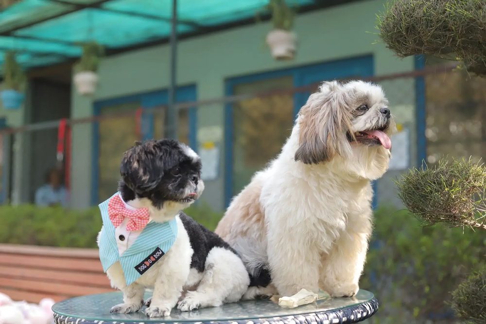 Two dogs boarding at DCC
