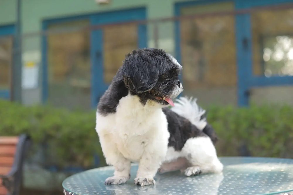 Dog at DCC boarding