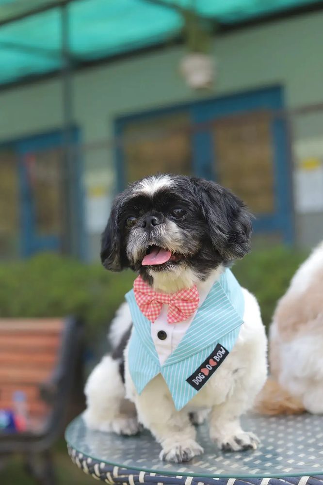 Dog dressed up at DCC boarding