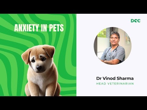 Anxiety in Pets | Dr. Vinod Sharma