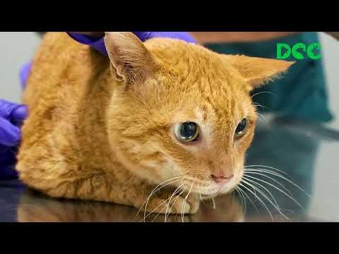 What We Learn From Every Paw | DCC AGM 2026