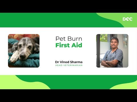 Pet Burn First Aid | Dr. Vinod Sharma