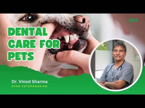 Pet Dental Care Tips | Dr. Vinod Sharma